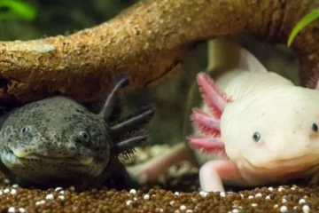 kawaii:dyf8c8wezxm= axolotl