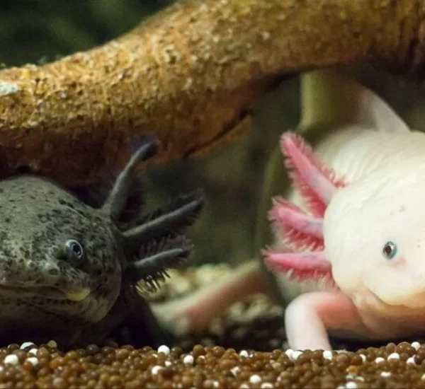 kawaii:dyf8c8wezxm= axolotl