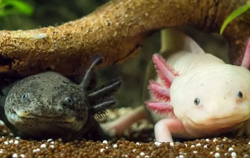 Kawaii:Dyf8c8wezxm= Axolotl: 7 Irresistible Facts About This Adorable Marvel