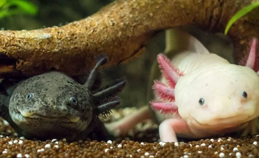 kawaii:dyf8c8wezxm= axolotl