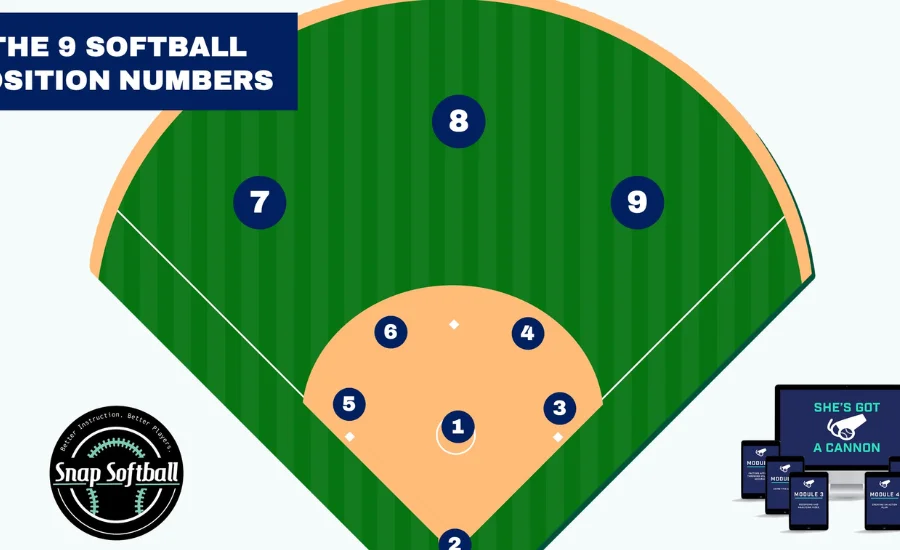 softball positions dichotomous key