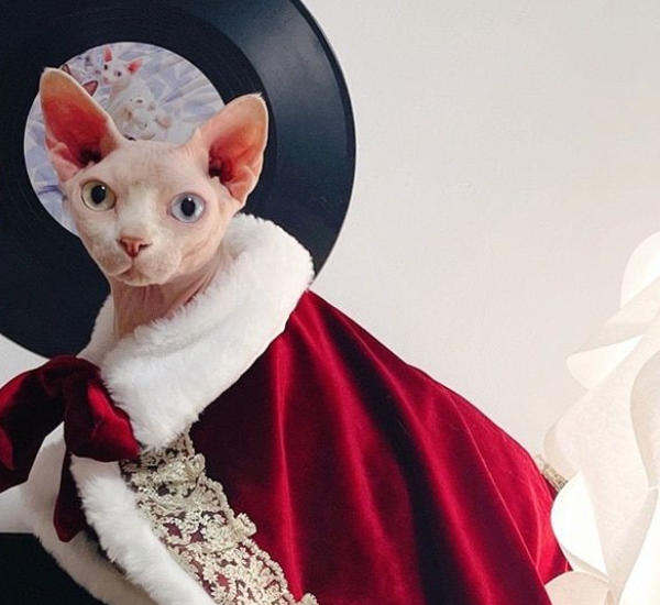 Sphynx Cats Dressed Up: A Fashion Statement and Practical Choice