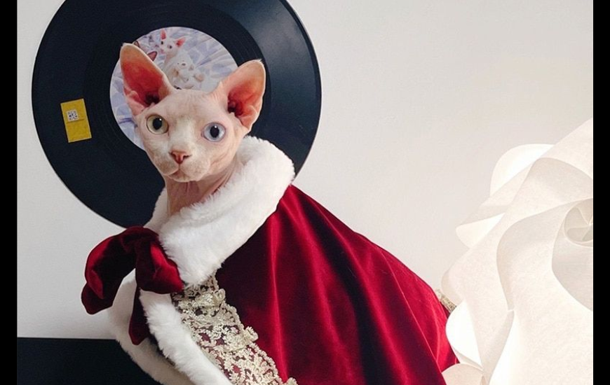 Sphynx Cats Dressed Up: A Fashion Statement and Practical Choice